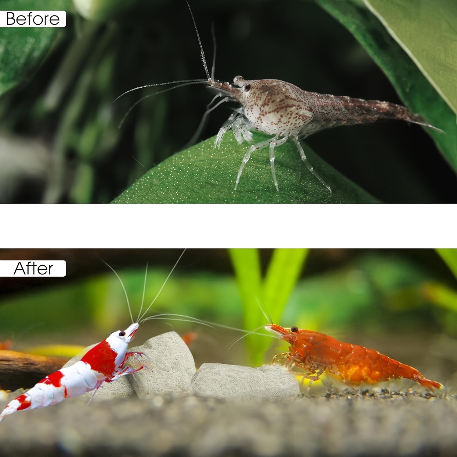 Grams of Shrimp Rock-Natural C - Marine Aquarium Gravel 리뷰 및 가격
