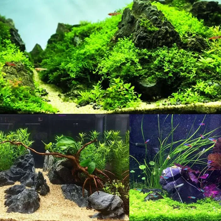 100g 250g 500g Natural Aquariu - Marine Aquarium Gravel 리뷰 및 가격