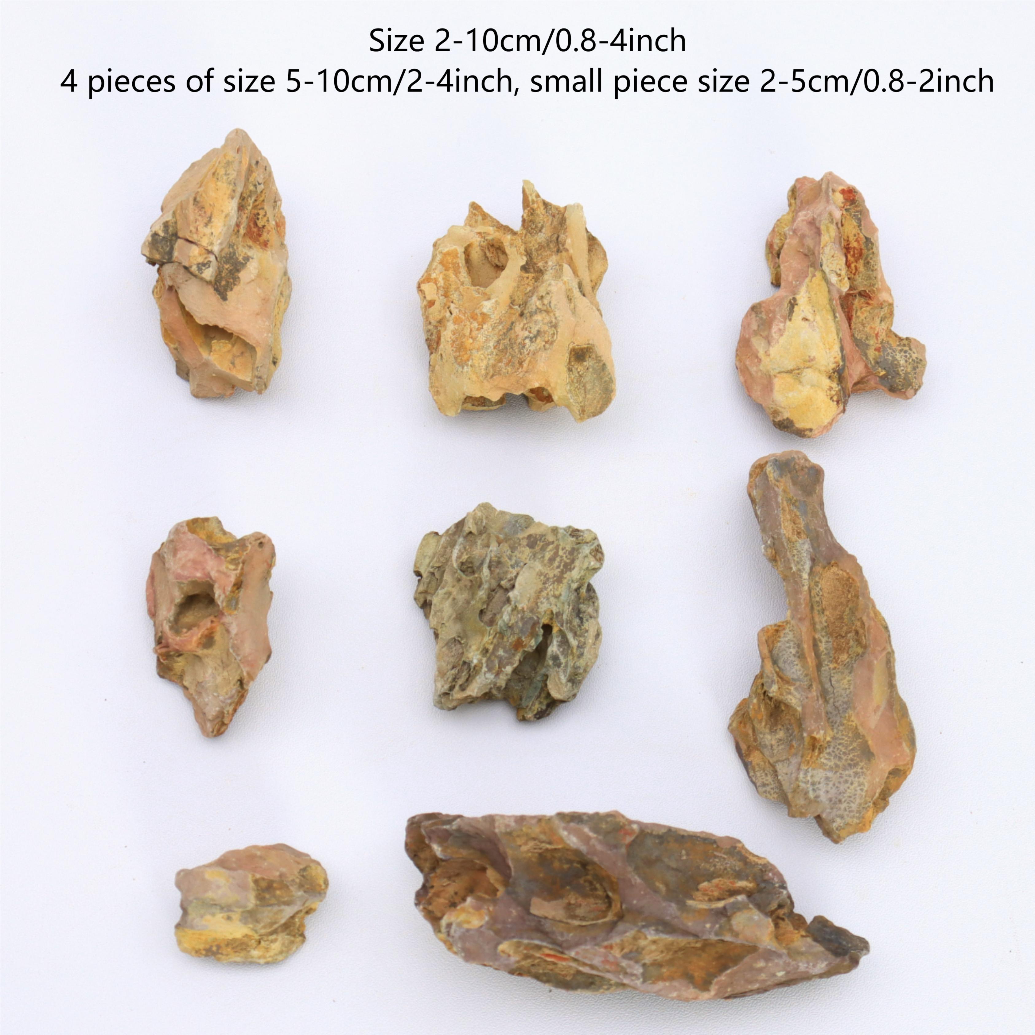 1lb/500g Natural Dragon Bone S - Marine Aquarium Gravel 리뷰 및 가격