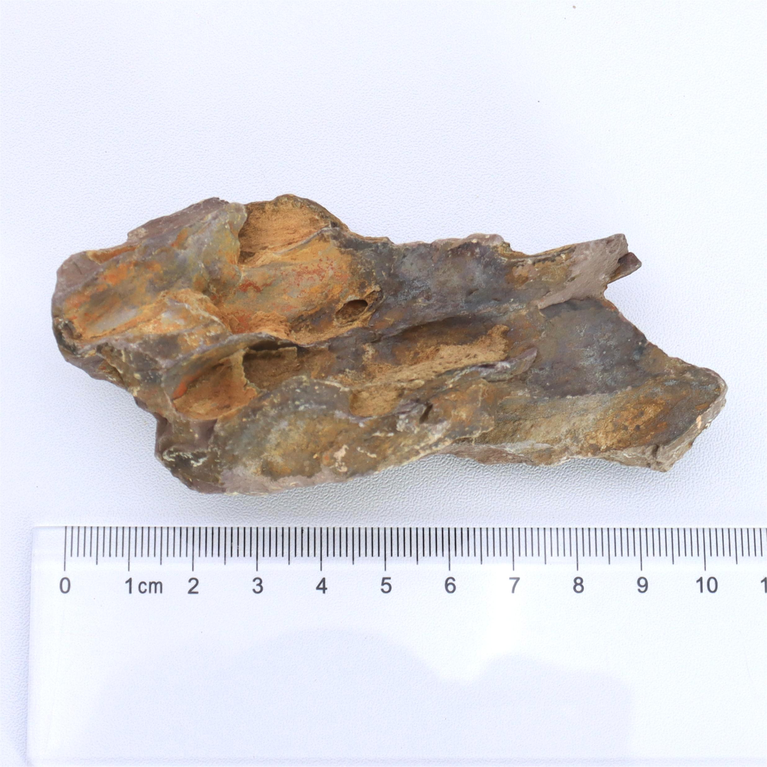 1lb/500g Natural Dragon Bone S - Marine Aquarium Gravel 리뷰 및 가격