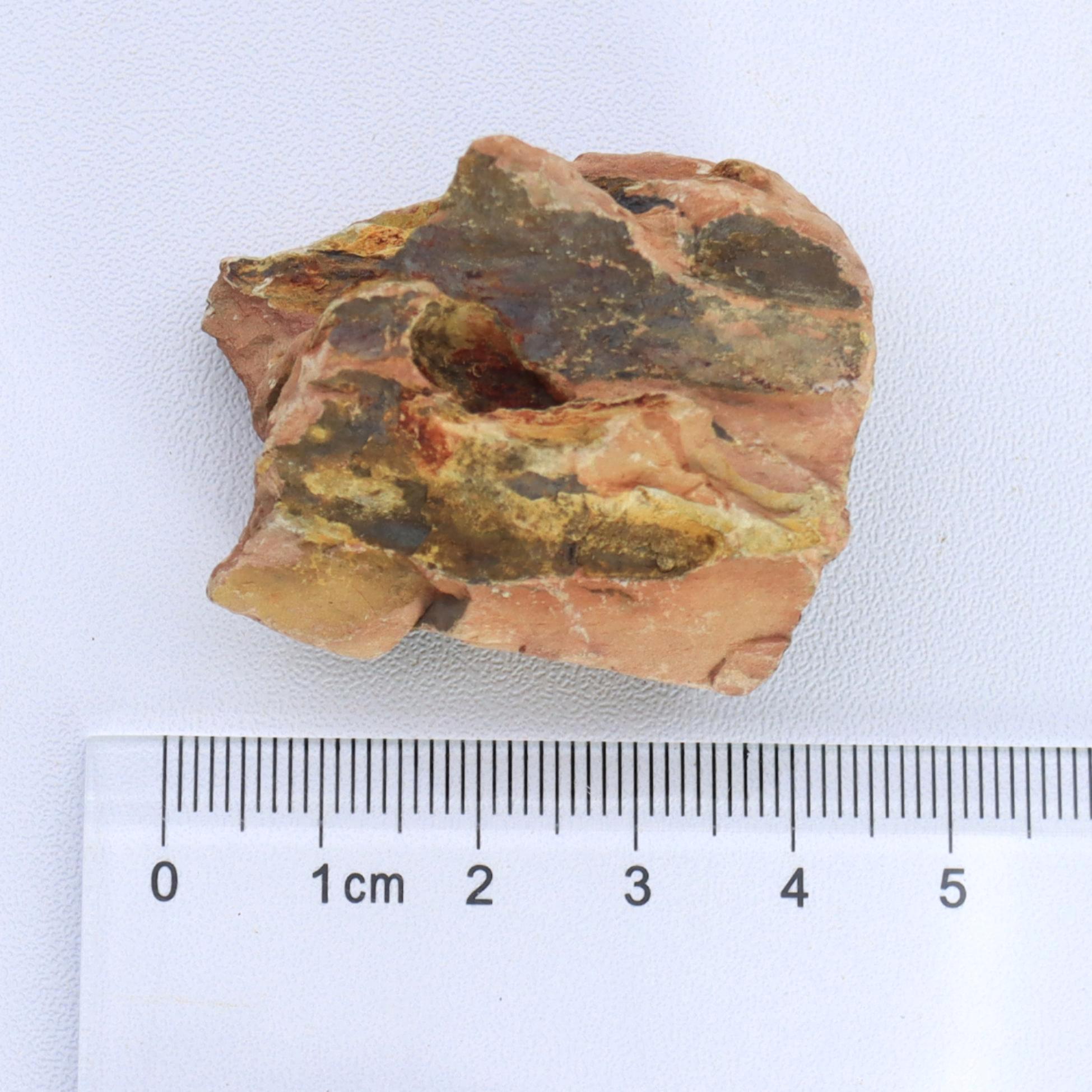 1lb/500g Natural Dragon Bone S - Marine Aquarium Gravel 리뷰 및 가격